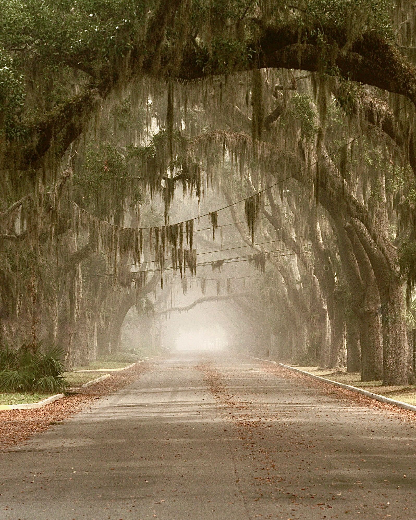 Oak-lined road photographed by David Futch